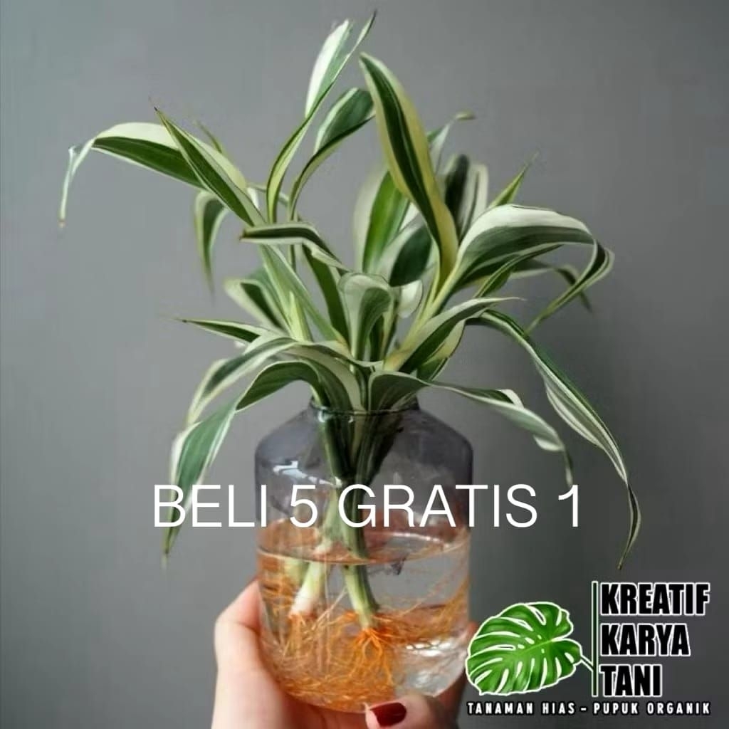 Tanaman Hias Bambu hoki varigata Tanaman Hidup Di Air Bambu Hoki Varigata