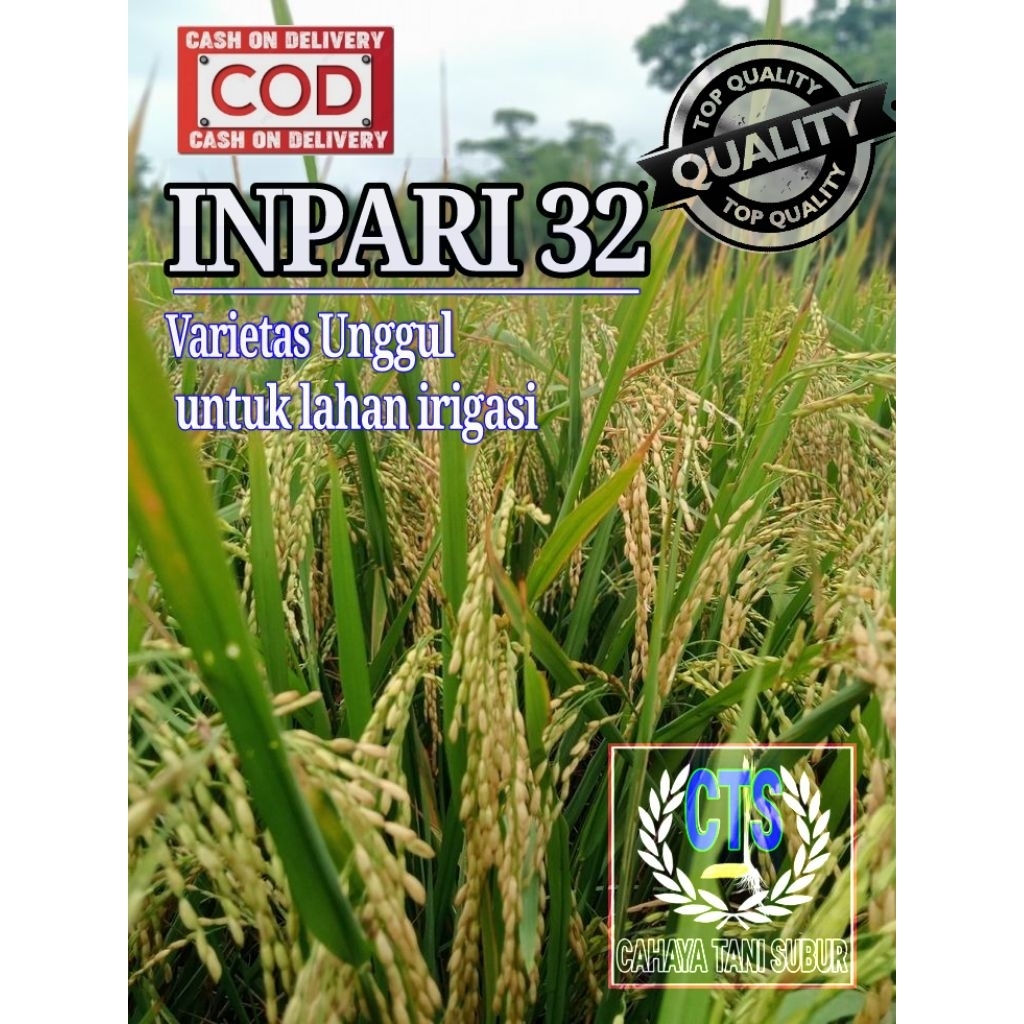 Inpari 32 Benih Padi Bibit Unggul (1kg)