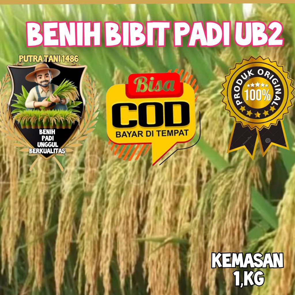BIBIT BENIH PADI UB2, BATUTA KUALITAS KEMASAN (1,K)