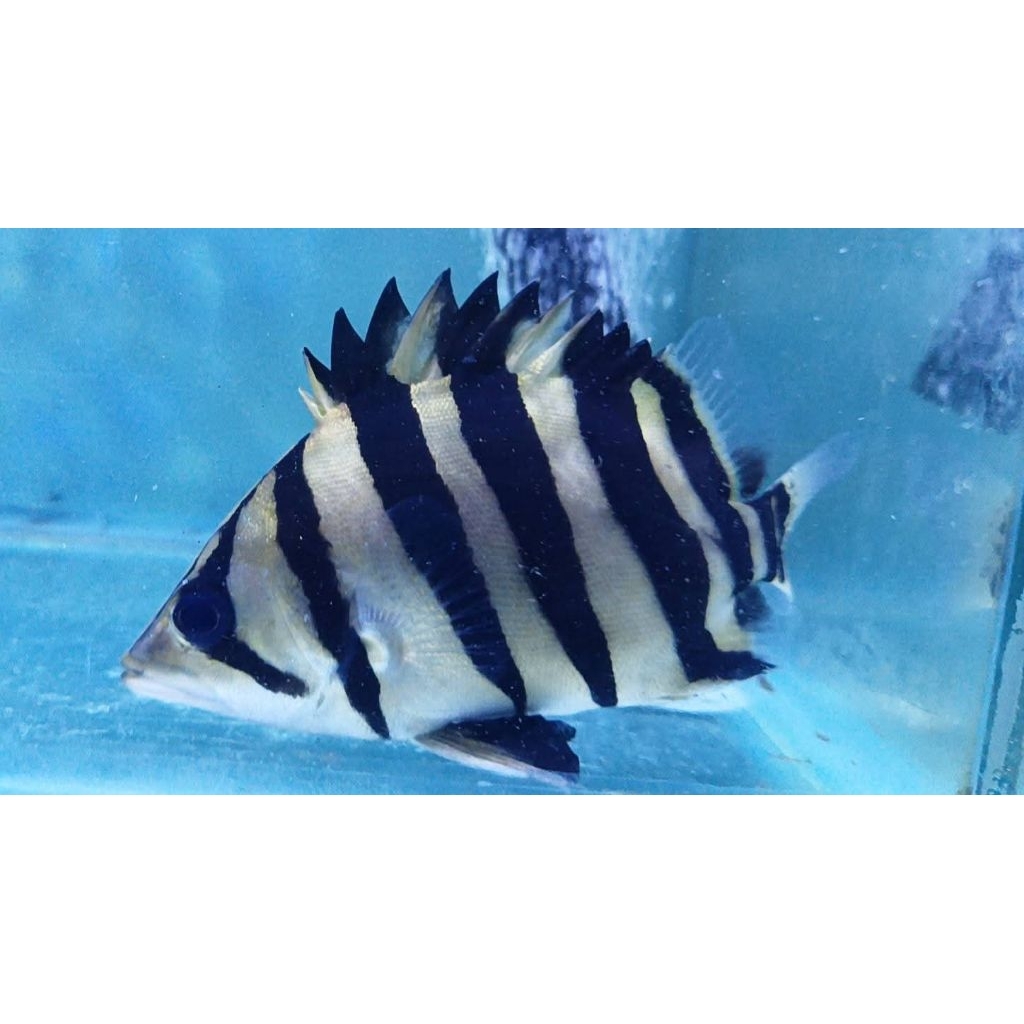 DATZ SUMATRA GOLD 4 BAR GRADE AA SIZE 5CM