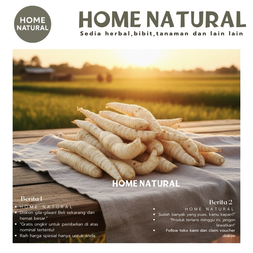 Umbi garut segar 1kg / Herbal umbi garut