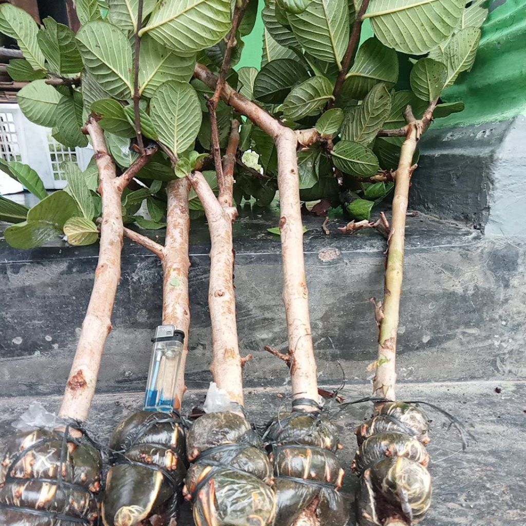 Bibit Cangkok Jambu Kristal Merah