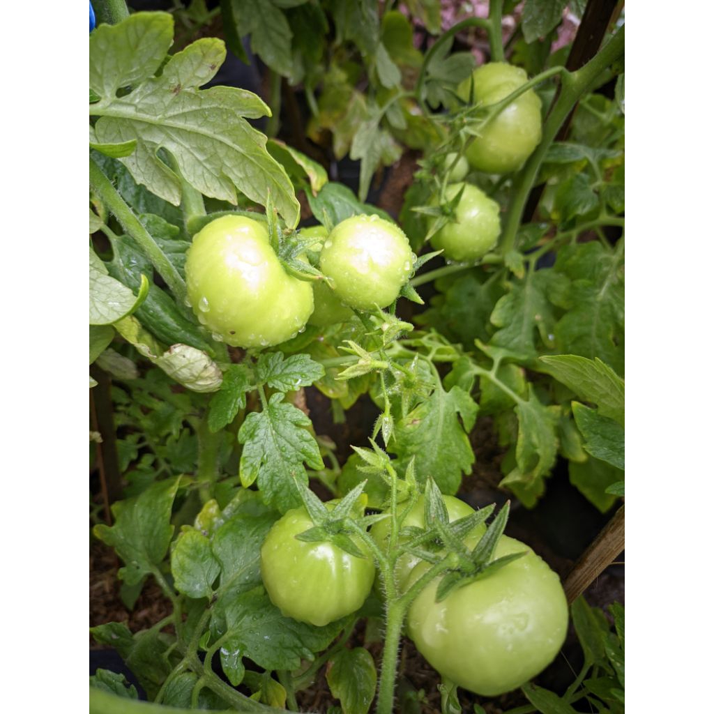 Tanaman tomat sayur /tomat apel