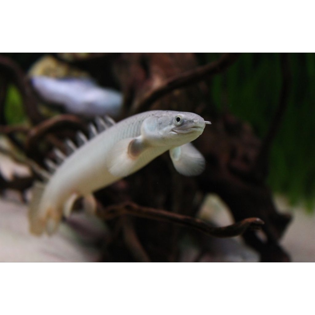 Palmas Senegalus Grey 10cm