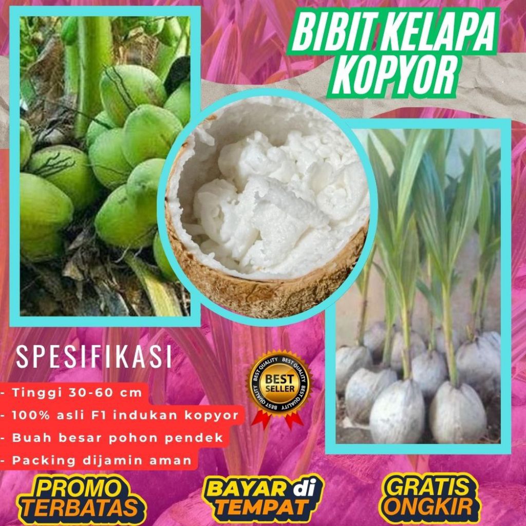 PROMO  Benih Kelapa Kopyor Genjah, Benih Kelapa Kopyor Hibrida, Benih Kelapa Kopyor Harga