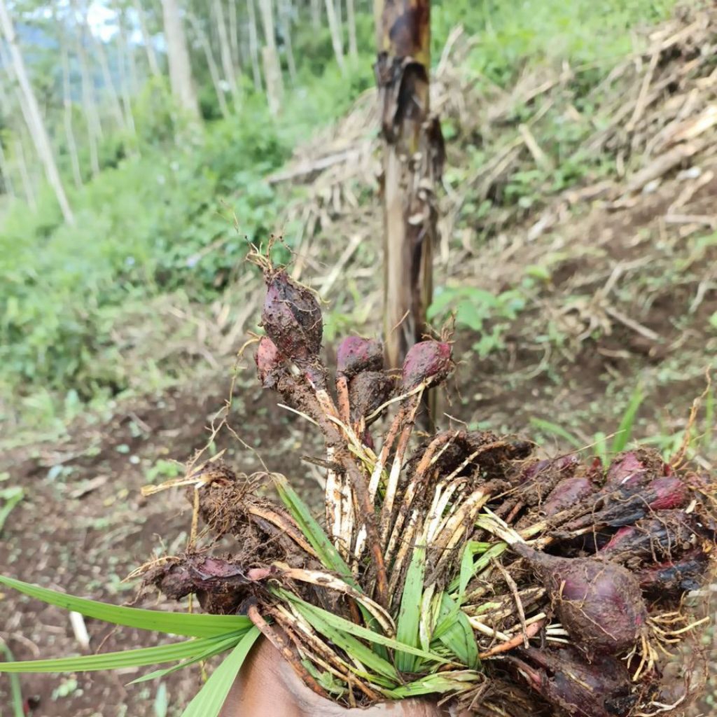 bawang dayak basah 1kg