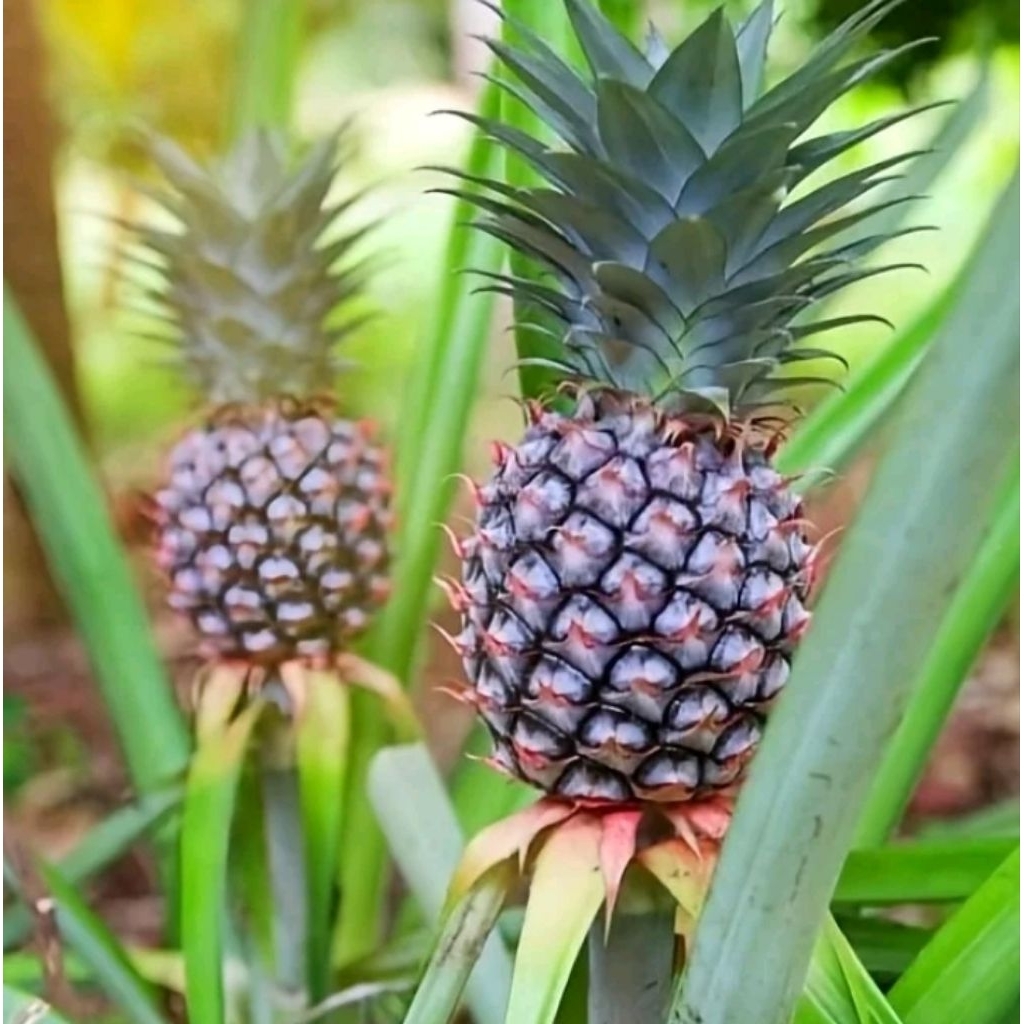 Nanas muda 1 buah/ nanas muda berkhasiat