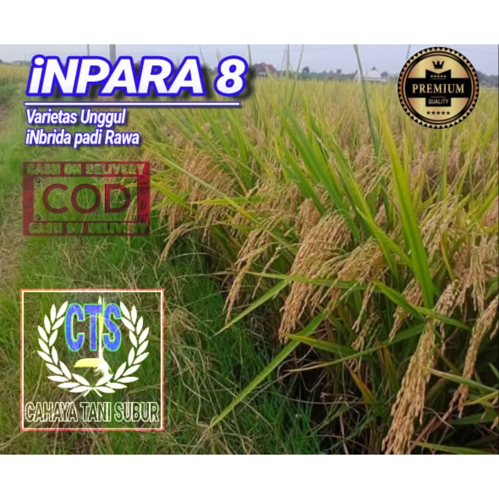 Inpara 8 Benih Padi bibit Unggul (1kg)