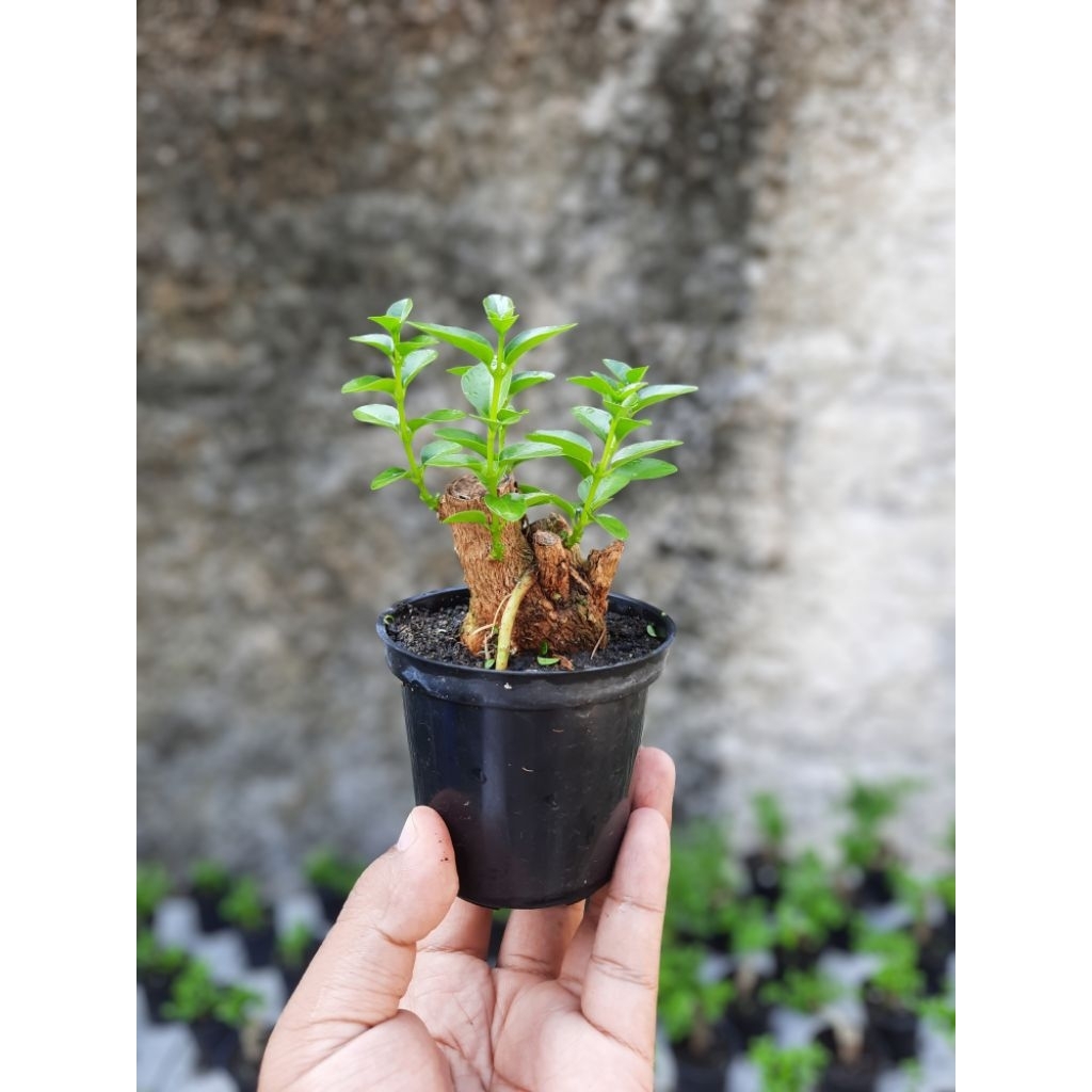 Bonsai Sancang Mini Mame Shito 10cm Pot Plastik.