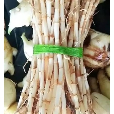 Akar Alang-alang Fresh