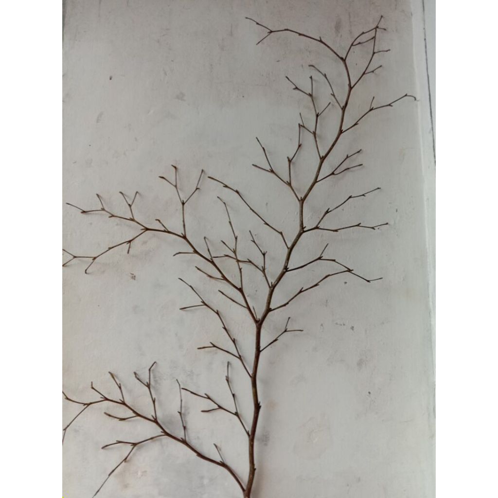 Ranting Dekorasi 3 Pcs Ranting Pohon Dekorasi Ranting Pohon Kering Hiasan Dekorasi