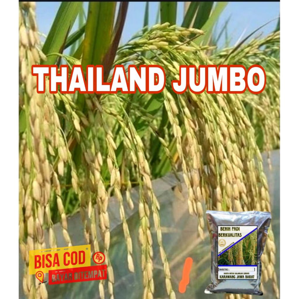 BENIH PADI UNGGUL THAILAND JUMBO 1KG