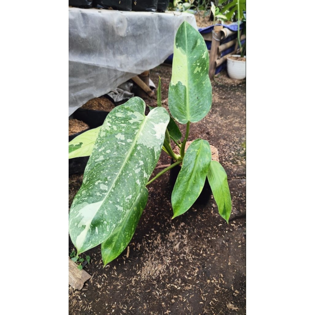 Philodenron jose buono