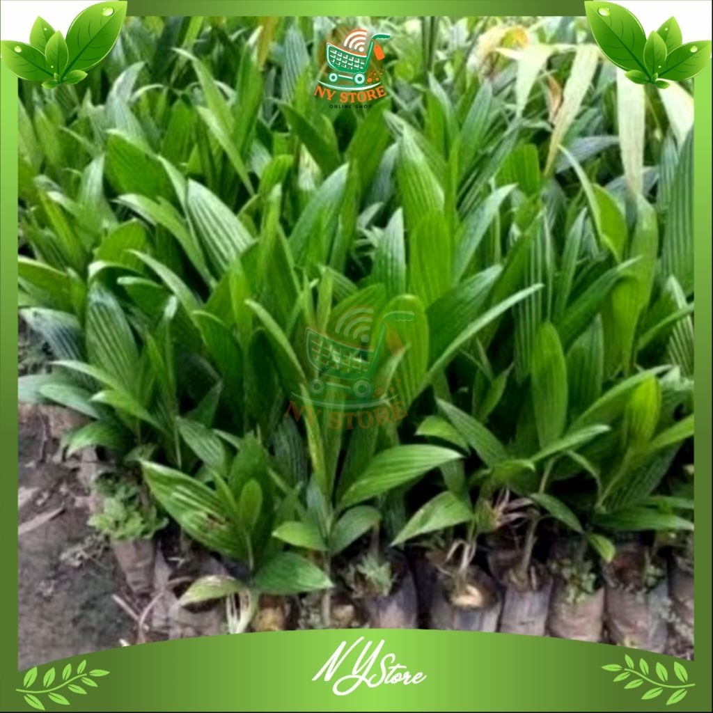 1 Bibit pinang betara Asli / bibit pohon jambe tinggi 10-25 cm