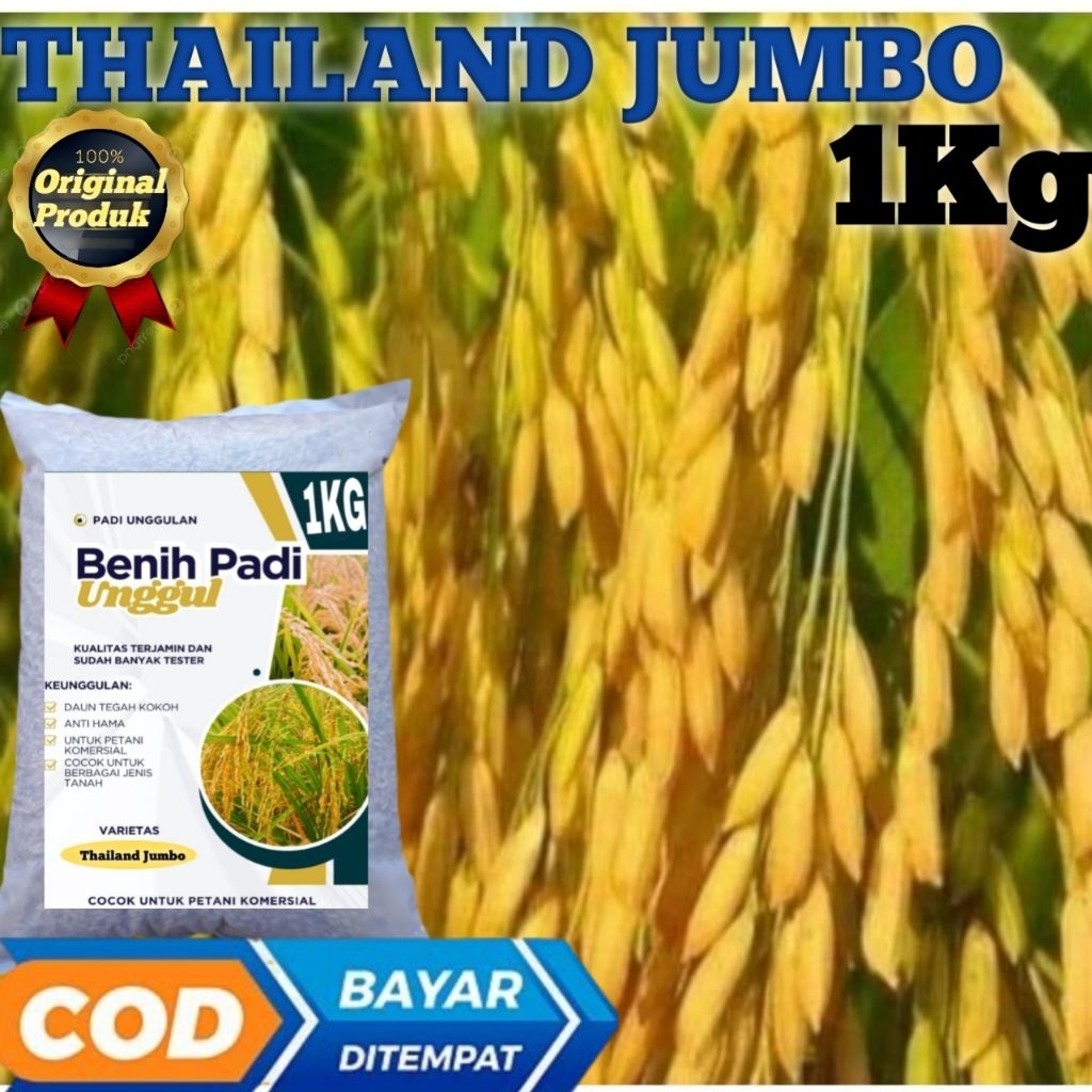 0Benih Padi THAILAND JUMBO AROMATIC 1 kg - Bibit Padi THAILAND JUMBO Kualitas Premium