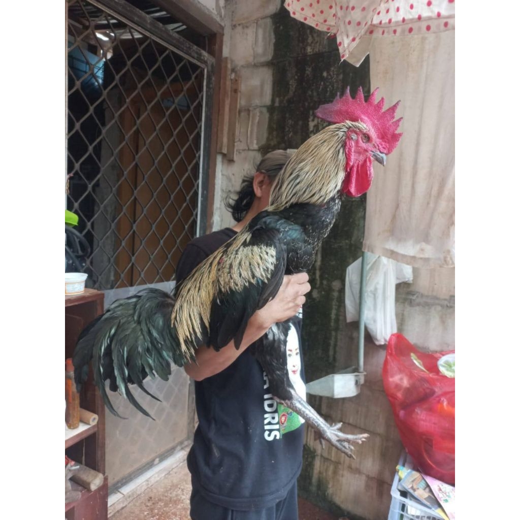 Telur Fertil Ayam Pelung Jumbo Ori