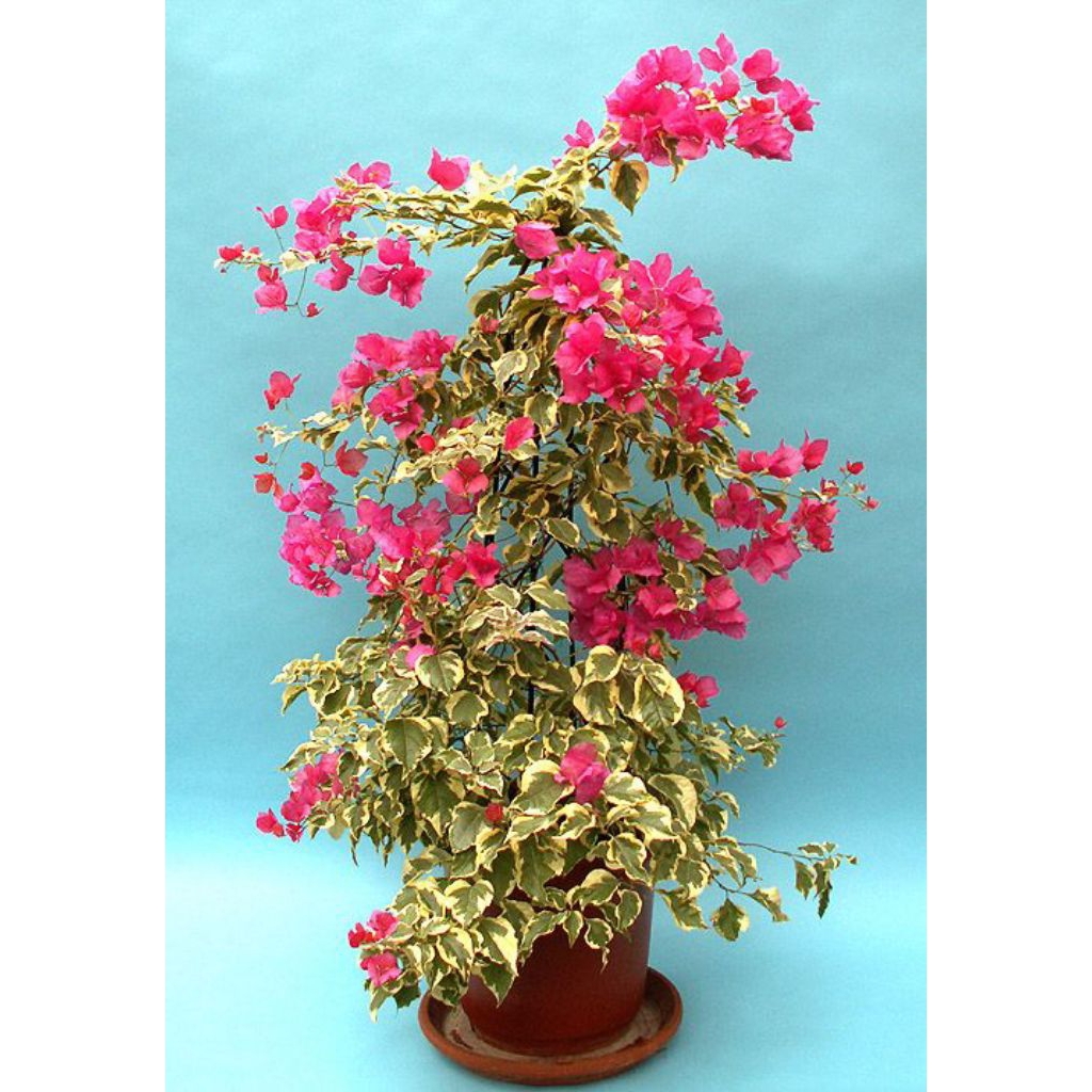 Tanaman bougenville varigata bunga pink fanta