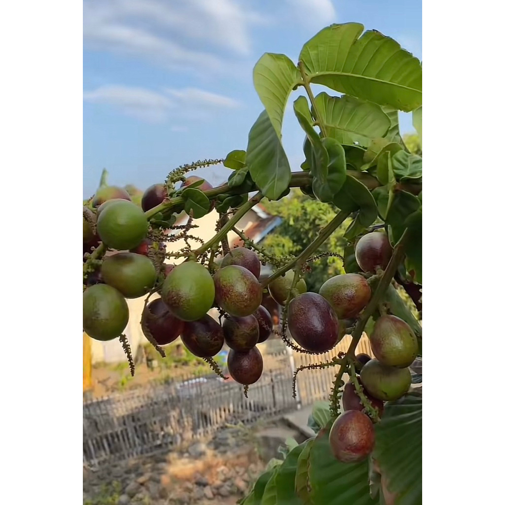 Bibit Buah Matoa atau Tanaman Buah Matoa