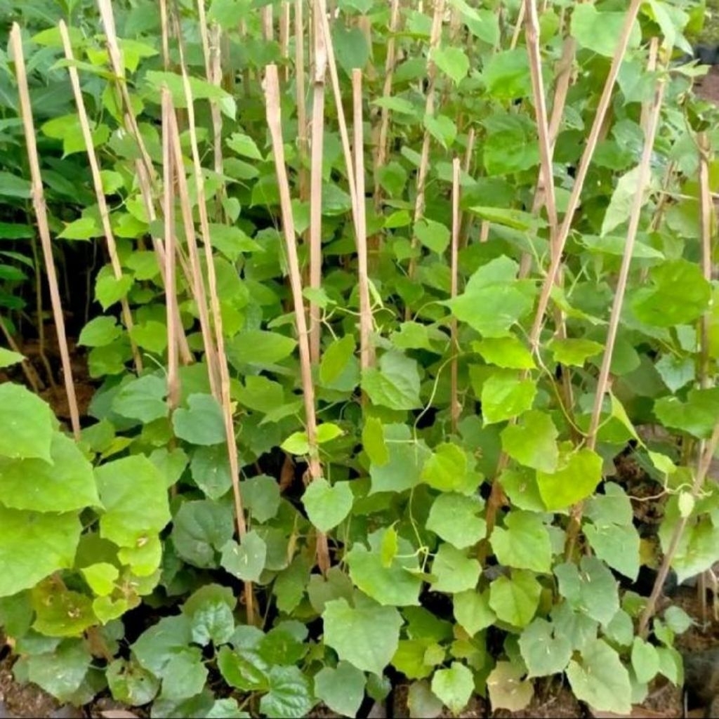 Tanaman Rambat Thunbergia Bunga Ungu / Pohon Merambat Thunbergia Achantaceae