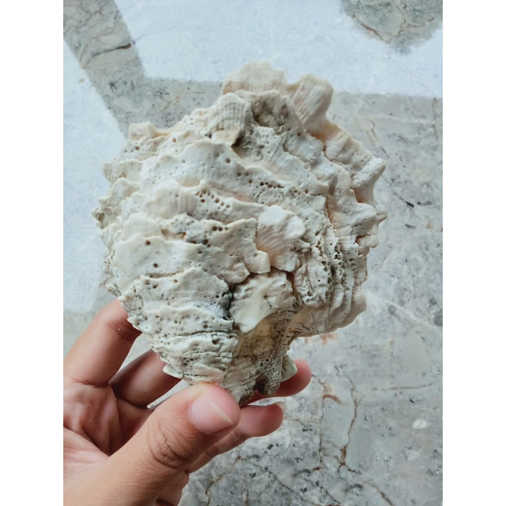 cangkang kerang mutiara unik dan indah