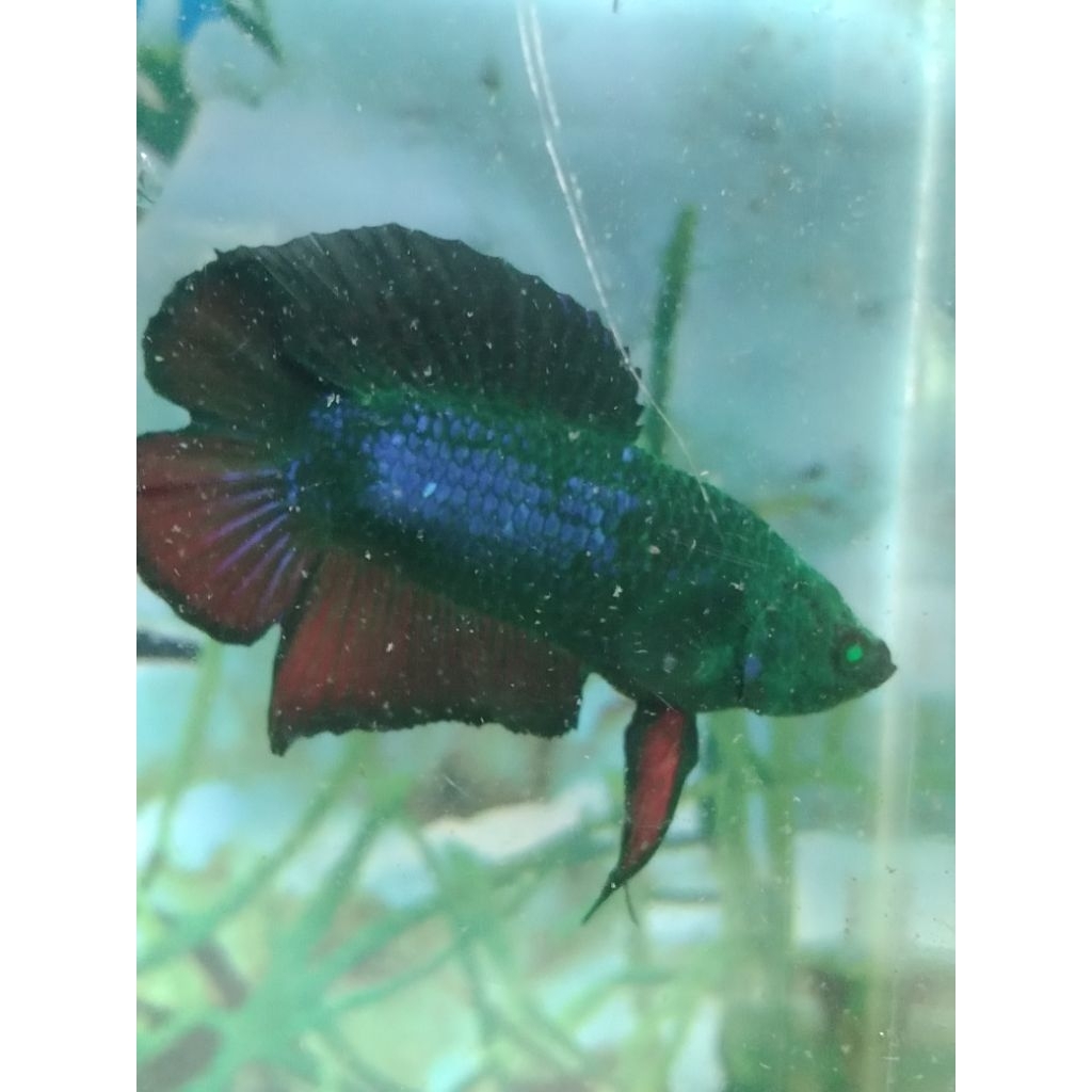 cupang PKDT huluk Size M