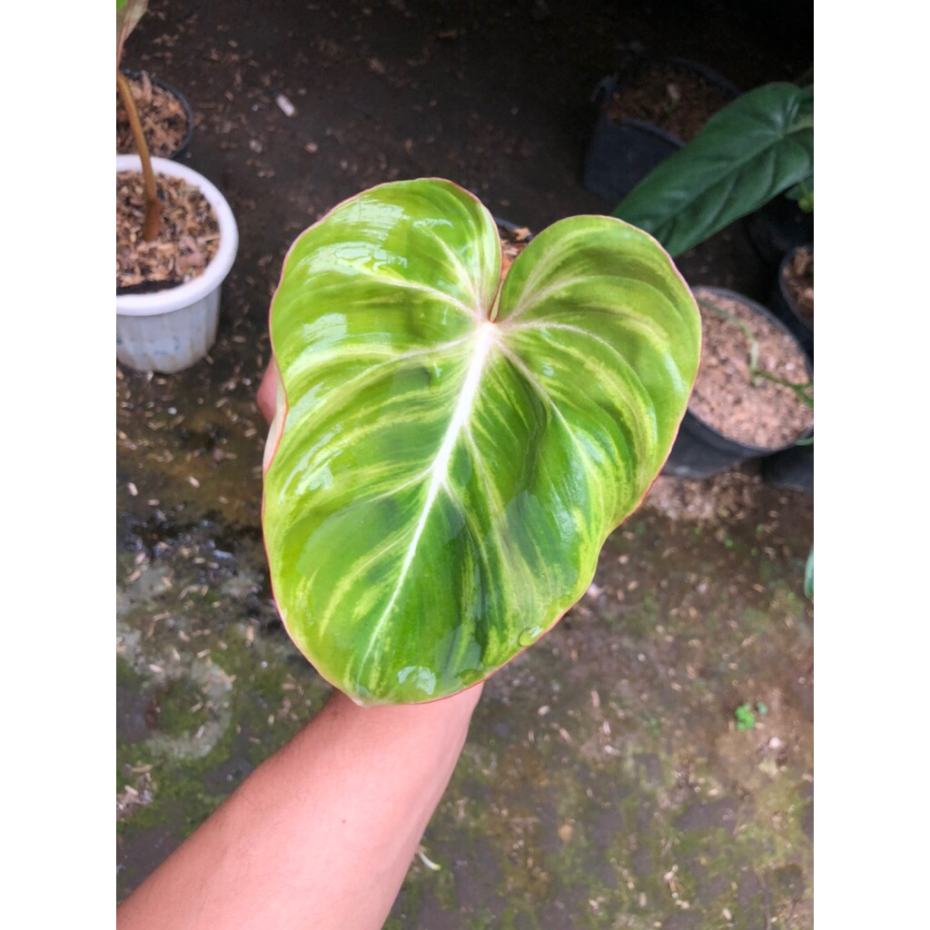 Tanaman Hias philodendron gloriosum variegata / Gloriosum pixel
