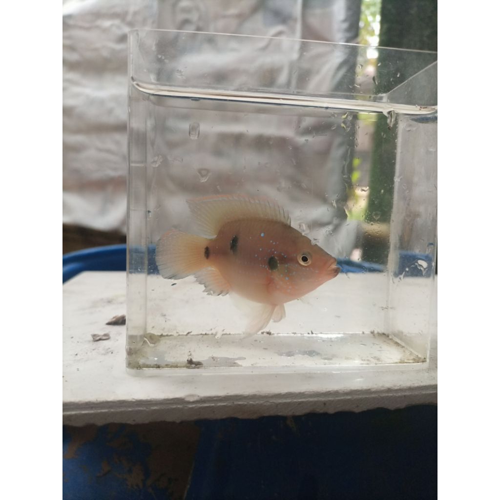 Red jewel short body cichlid size (6cm)