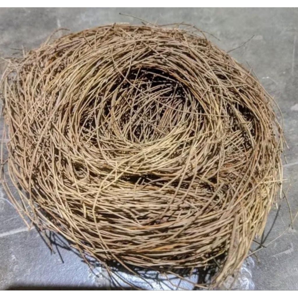 Sarang Burung Murai Batu Bahan Daun Cemara