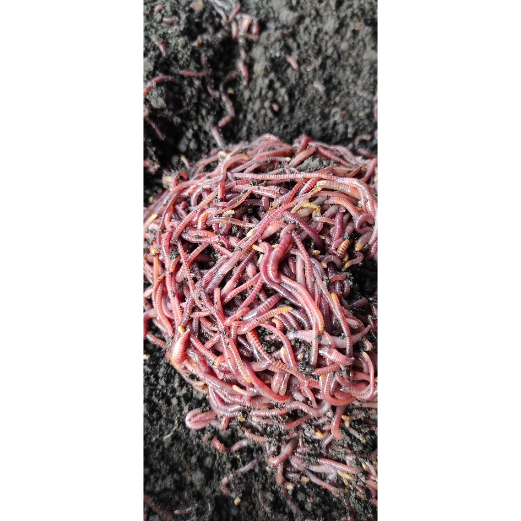 CACING TIGER 200 GRAM UMPAN GALATAMA LELE