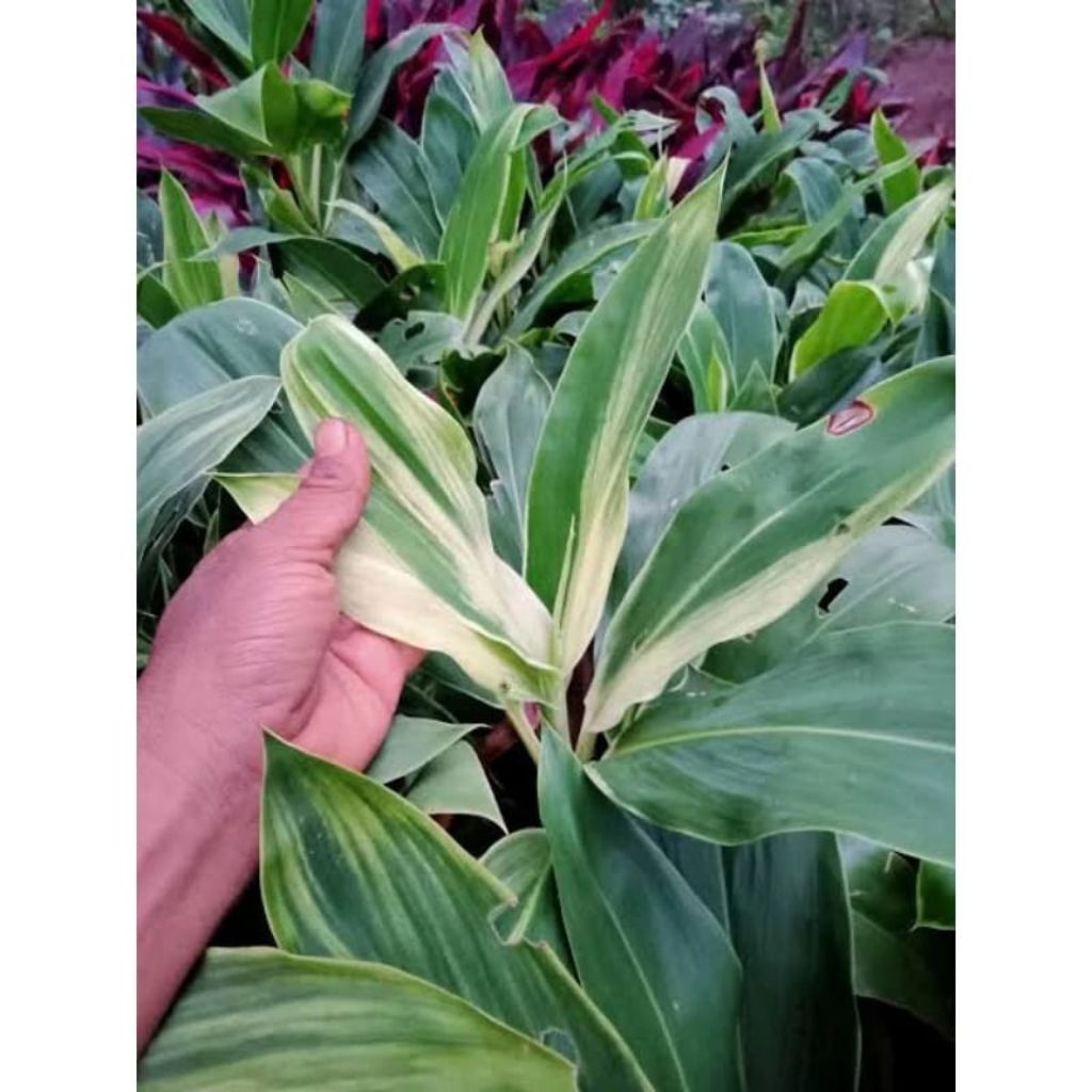 Tanaman hias anjuang varigata putih - hanjuang varigata