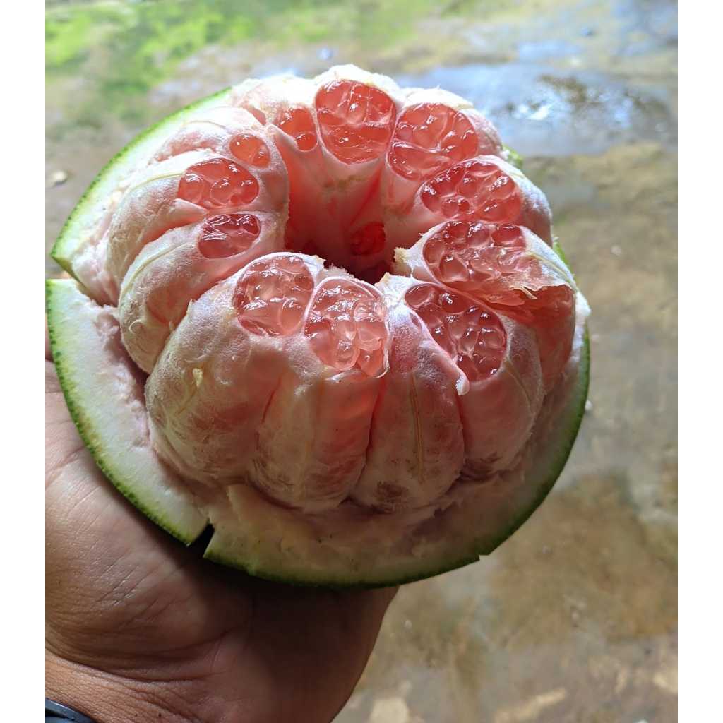 Jeruk Pamelo Madu Manis PROMO