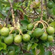 entres alpukat peterson / batang tunas alpukat peterson