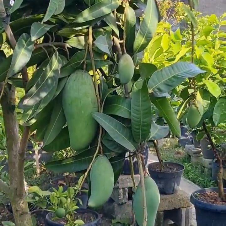 entres mangga kiojay / pucuk tunas mangga kiojay