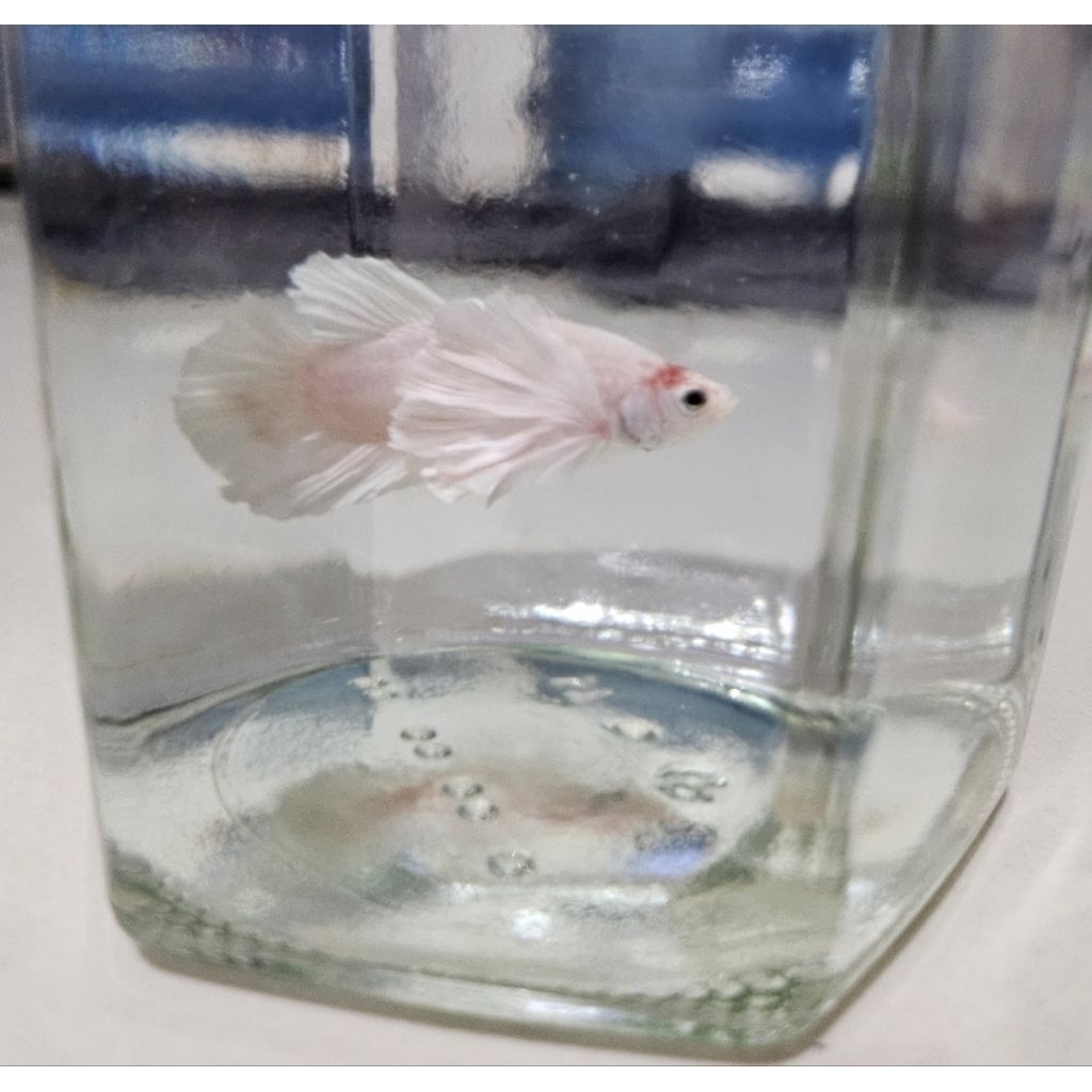 HM Dumbo White Red Big Ear ikan cupang