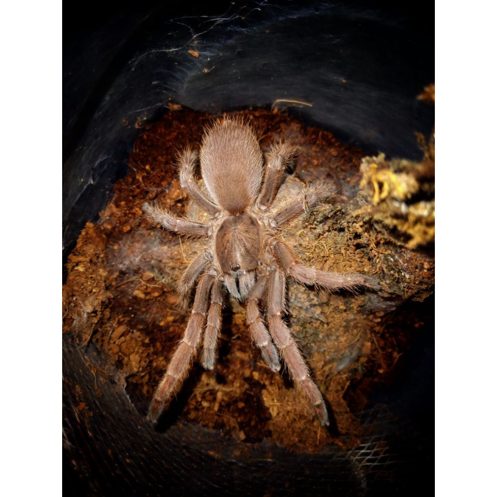 DISPLAY tarantula Selenocosmia javanensis-sp"brown" --MICRORAV--