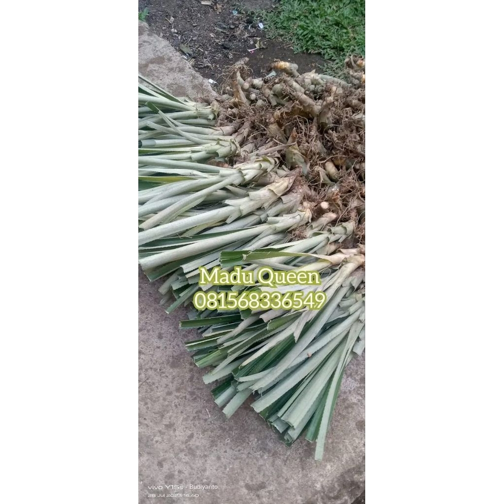 100 bibit nanas madu belik pemalang