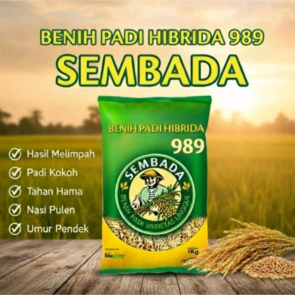 Top Promo >> Bibit Unggul HIBRIDA Benih Padi sembada 989 Kemasan Terbaru