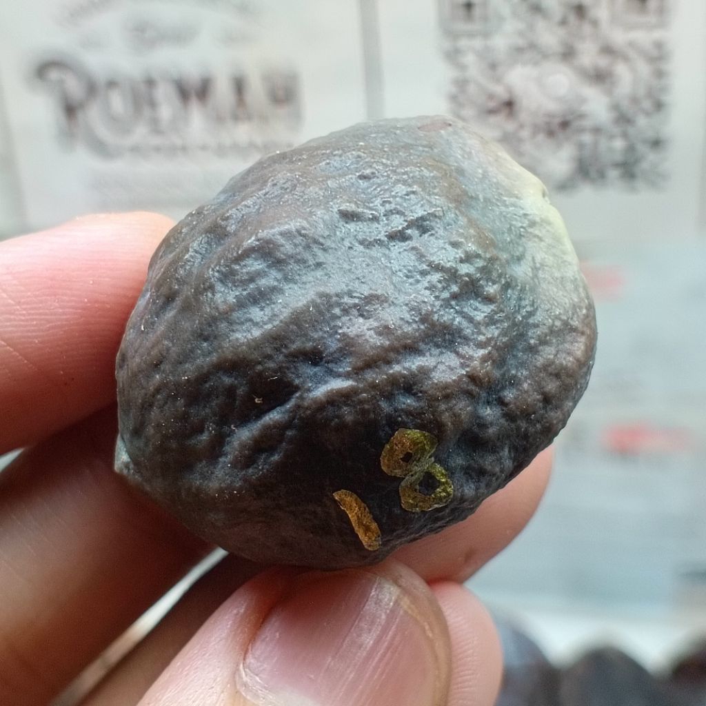 Muncang Adu Jabra Bella kode 18