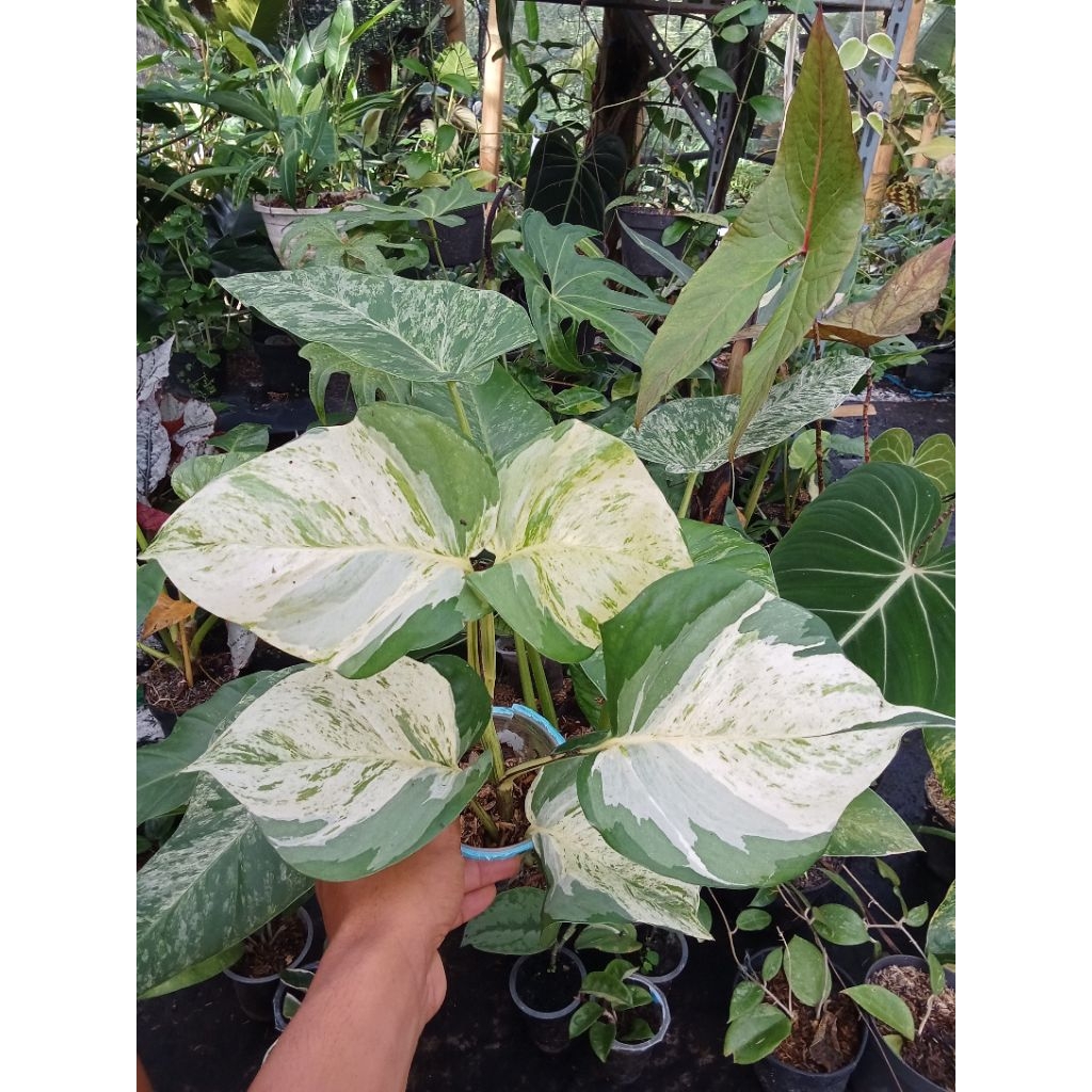 Tanaman Hias Sirih manjula menor daun gede