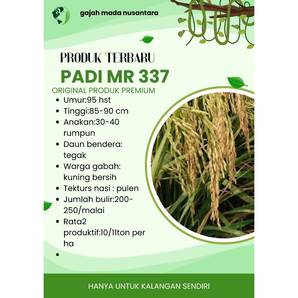 Bibit Benih Padi MR 337 ORIGINAL Kemasan 5 KG