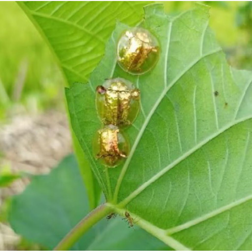 ladybug kepik emas 10 pcs hiasan