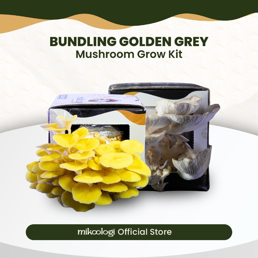 Bundling Golden Grey - Mikoologi Mushroom Grow Kit - Hiasan Edukasi Eksplorasi Anak Dekorasi
