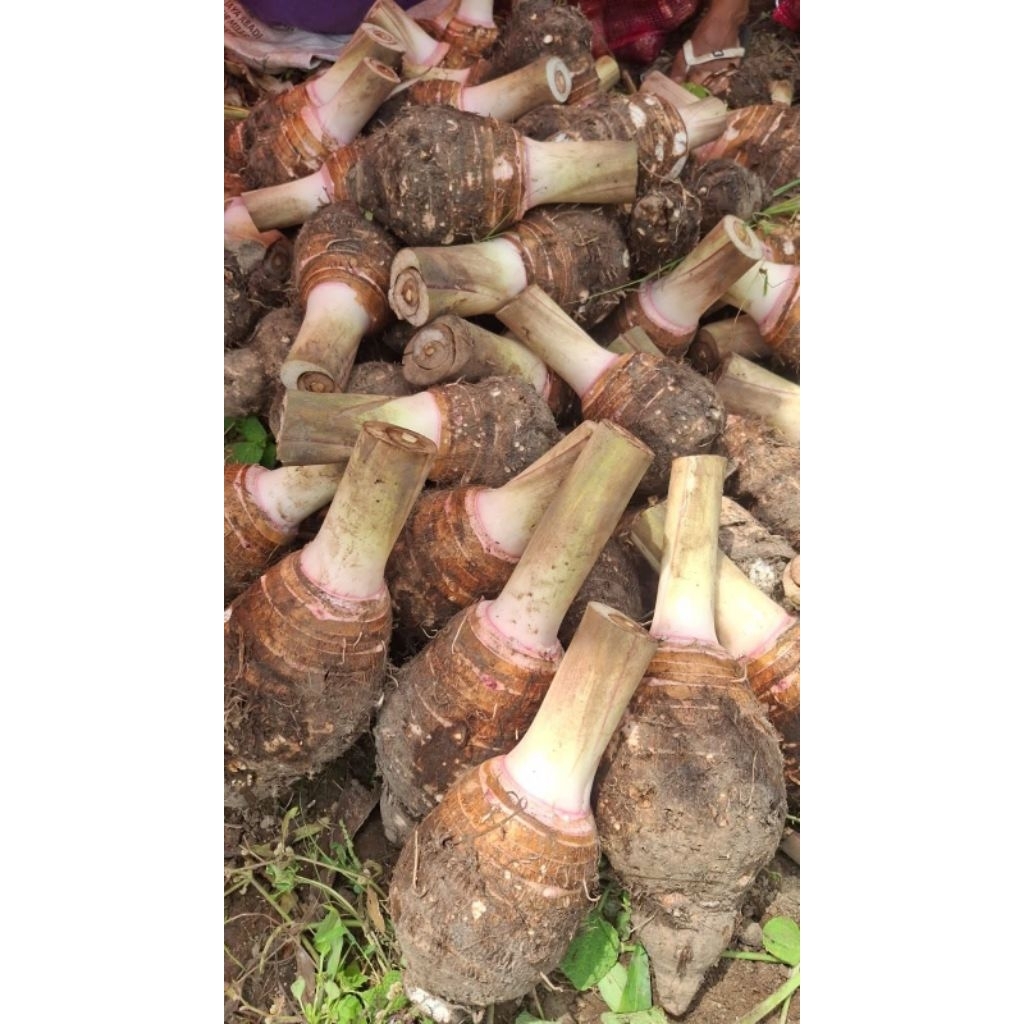 umbi talas Pratama 1kg