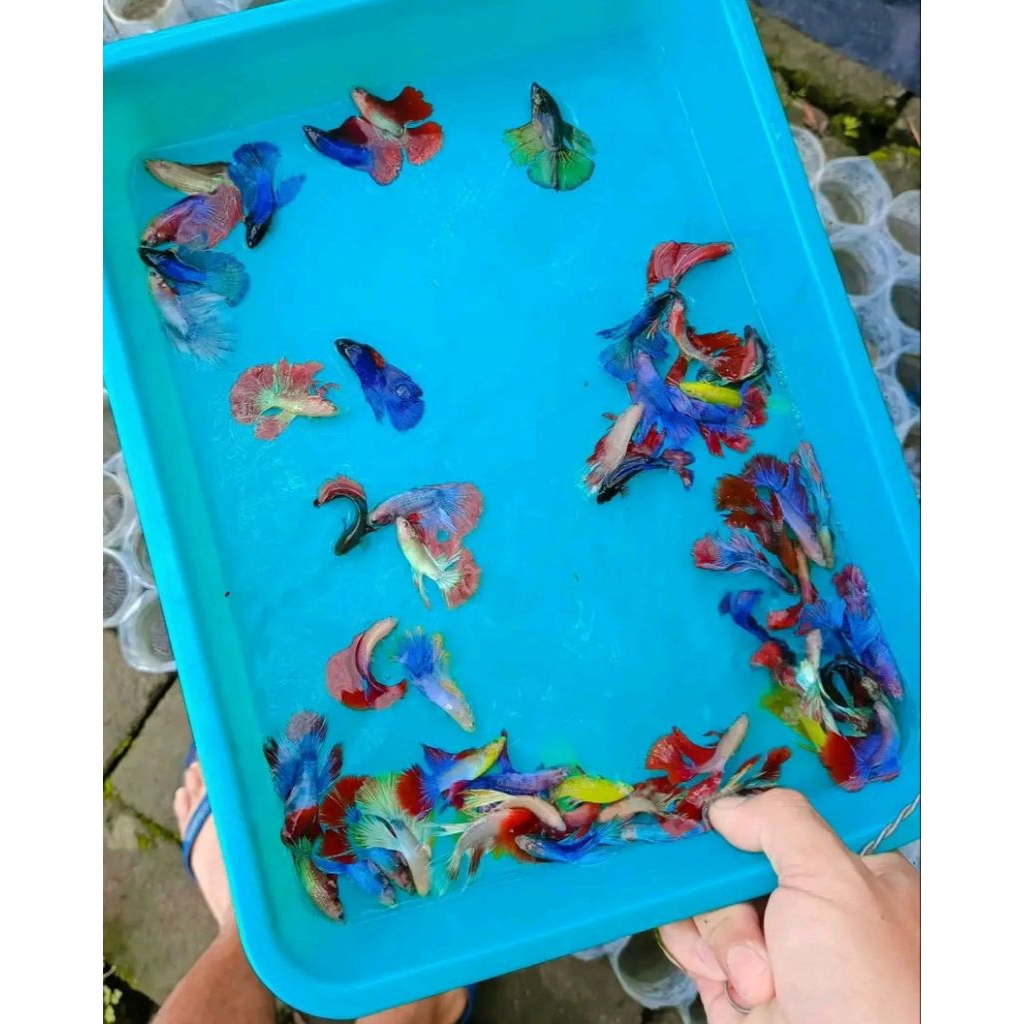 CupangHalfmoonCendolan size M+L