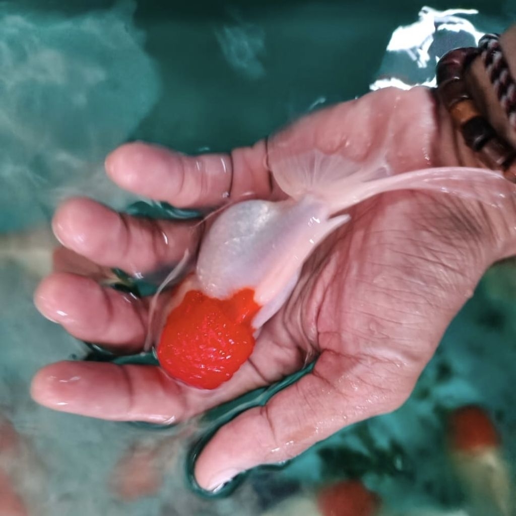 ikan maskoki oranda red cap oranda jambul goldfish