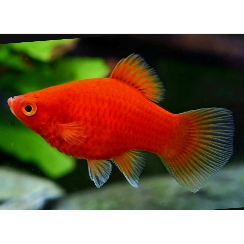 Hiasan akuarium coral platy ikan hias air tawar aquascape