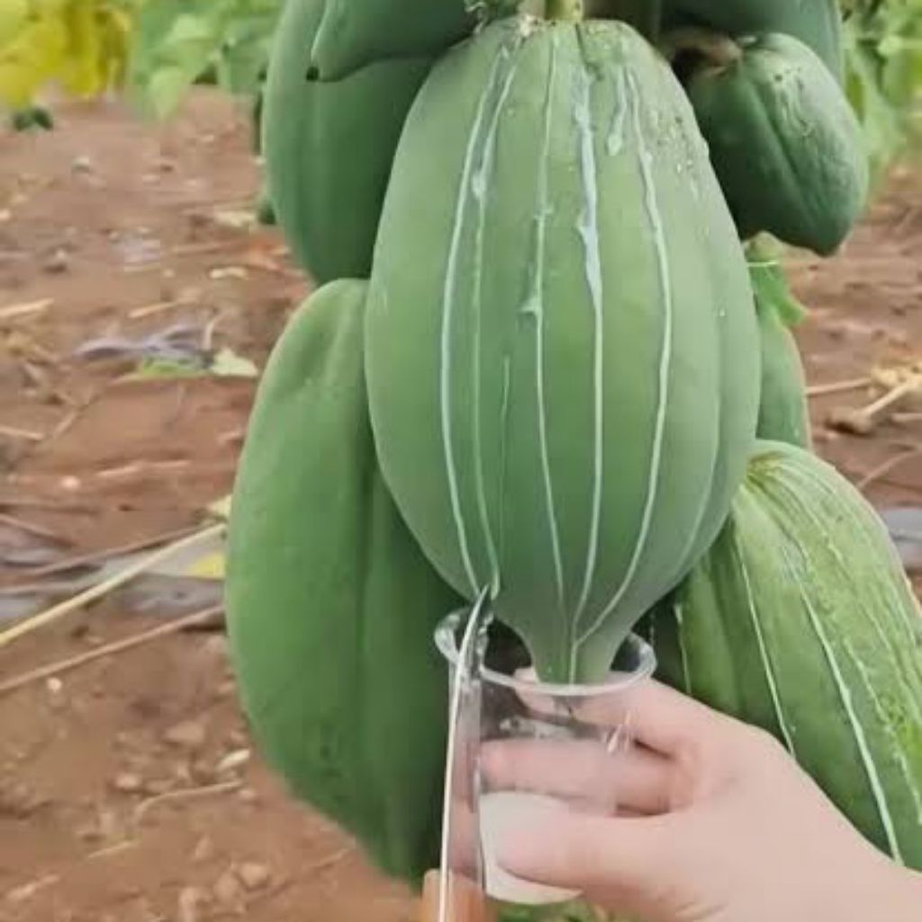 Getah pepaya kates segar 25ml obat herbal