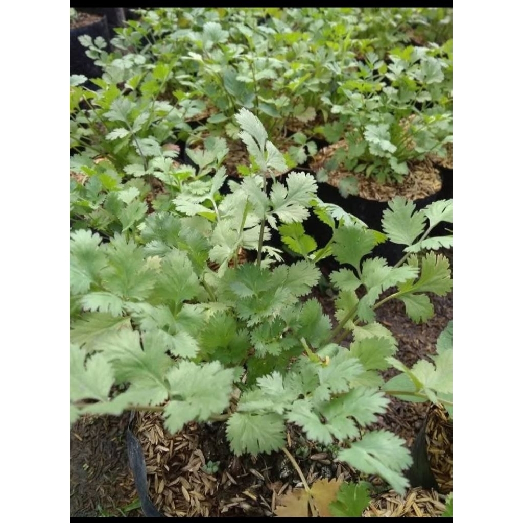 Bibit Tanaman Ketumbar / Daun Ketumbar / Cilantro