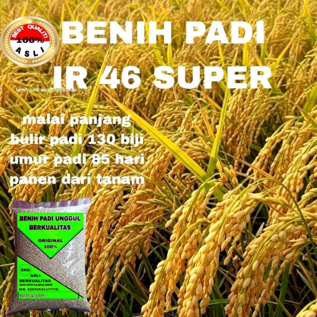 BENIH PADI IR 46 SUPER UNGGUL BERKUALITAS 5KG