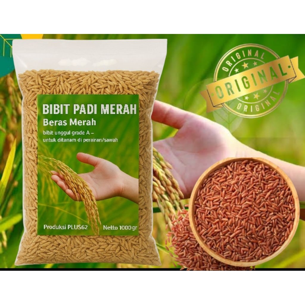 Bibit Padi Gogo Beras Merah Perairan - Padi Impor Unggul Kota Malasya 500 Gr